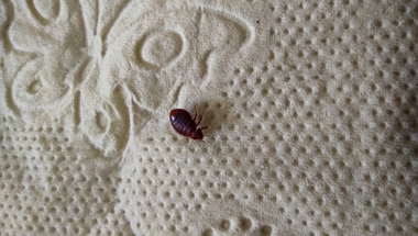 Amivel nem akarsz találkozni: az ágyipoloskák