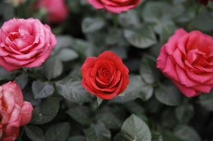 Február: amikor vörös rózsák mögött ott a tavasz ígérete