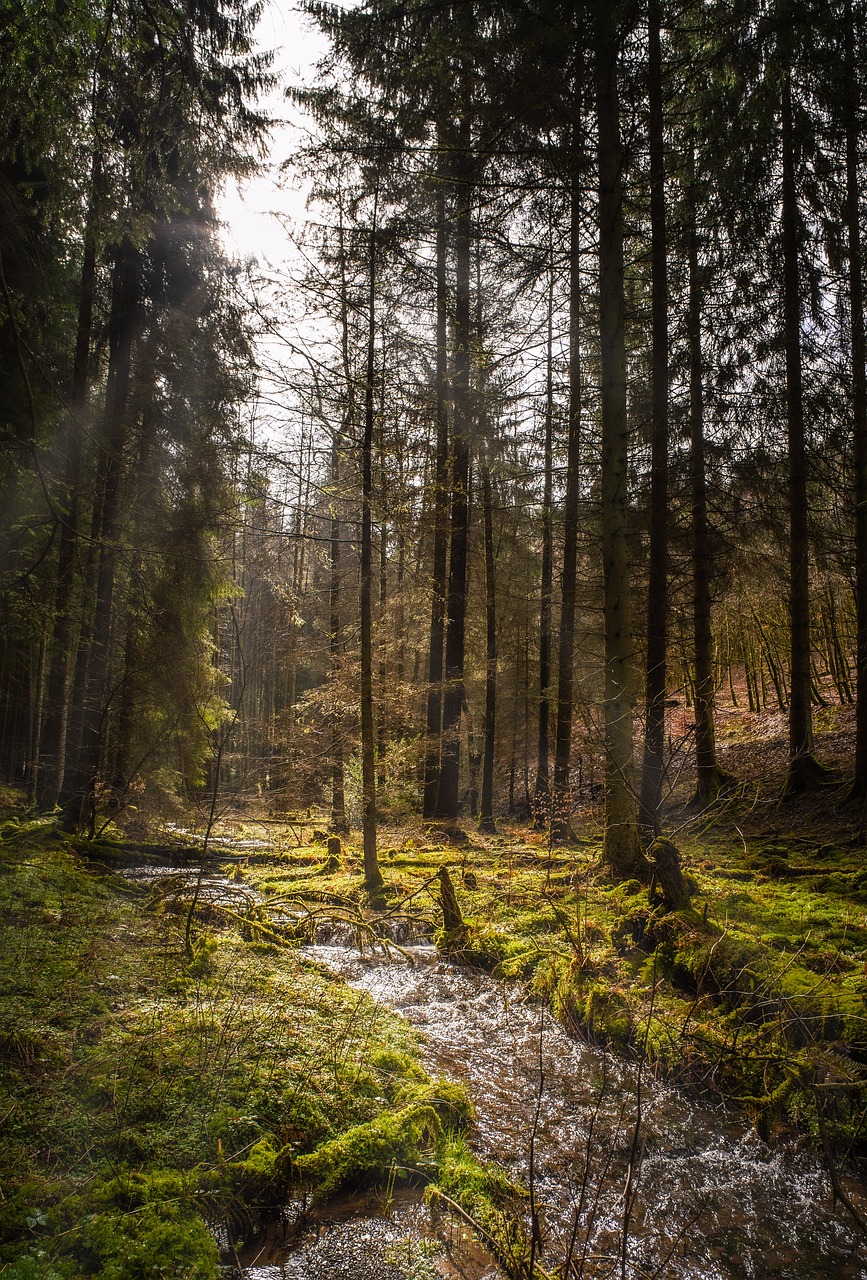 forest-4918605_1280.jpg