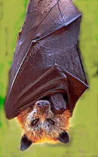 golden_crowned_fruit_bat_aranykoronasepulokutya.jpg