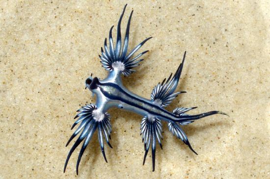 Glaucus atlanticus.jpg