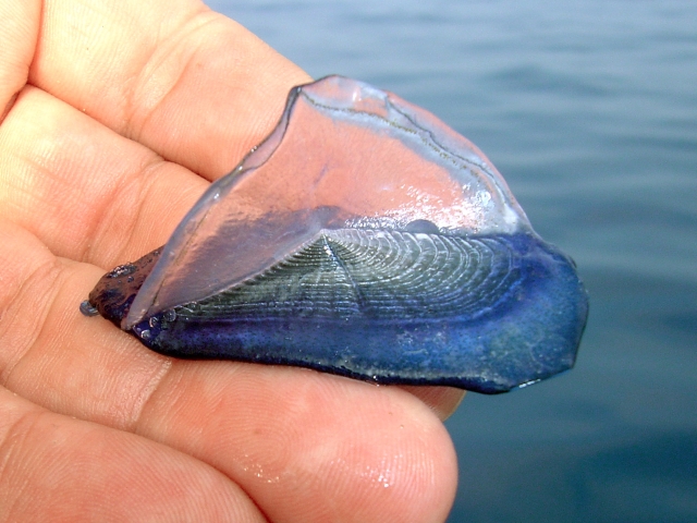 Velella.jpg