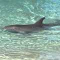 Delfin Kattusnak :) - SeaWorld