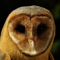 Tyto alba