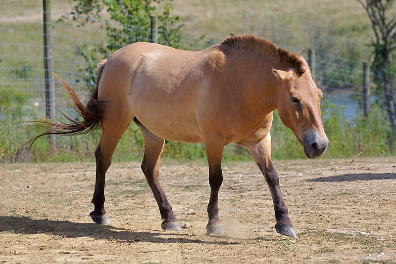 800px-przewalskis_horse_at_the_wilds_lic.jpg