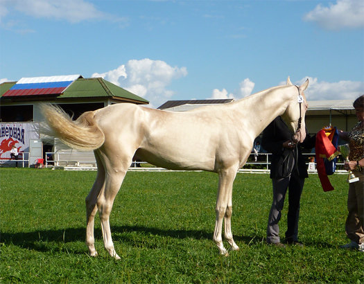 akgez_geli_cremello_akhal_teke_colt_2009_at_world_championsh_lic.jpg
