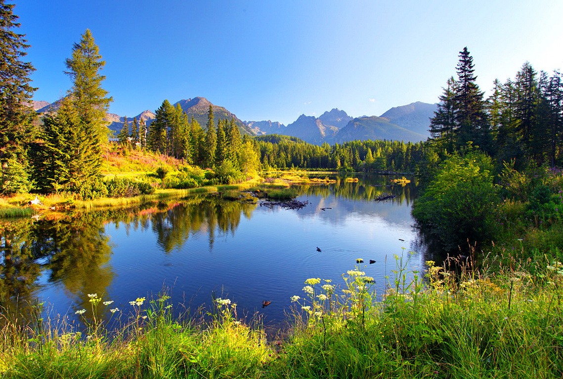 lakes-lake-tatras-trees-summer-nature-hills-pond-lovely-quiet-clear-flowers-nice-wildflowers-lakeshore-mirrored-sky-crystal-mountain-serenity-water-calm-jellyfish-wallpaper.jpg