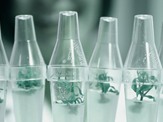 Novage Ecollagen szett