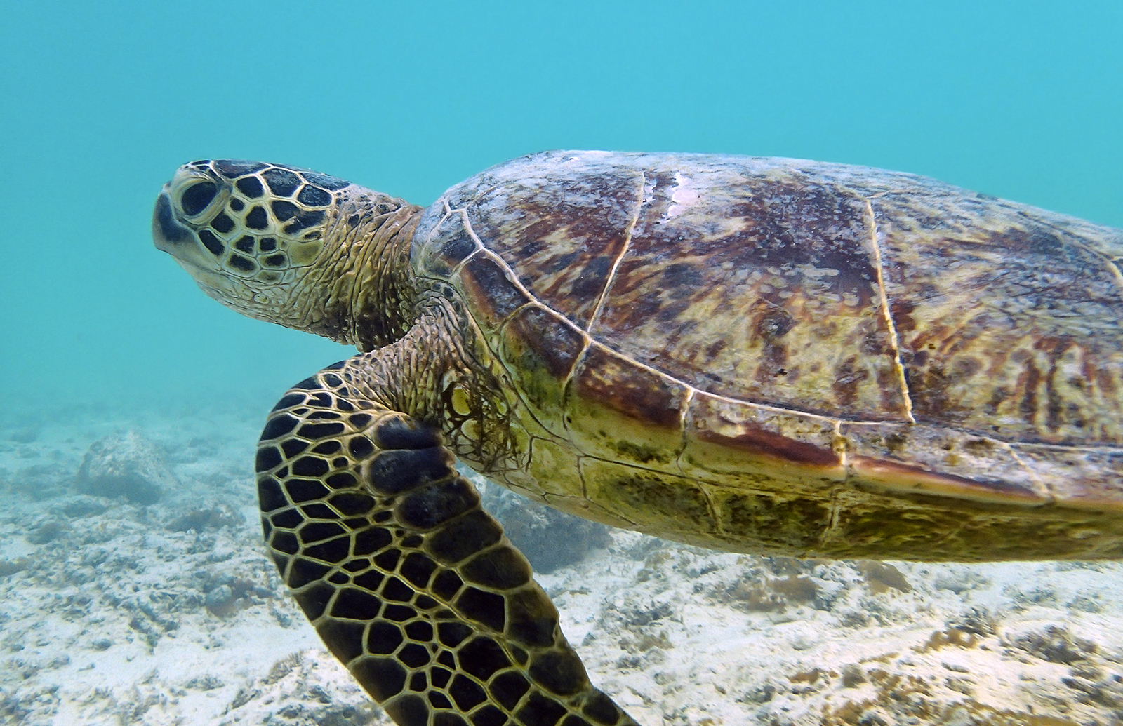 Морские черепахи жизнь. Морская черепаха. Морская и сухопутная черепаха. Морские черепахи ареал. Морская черепаха бисса панцирь.