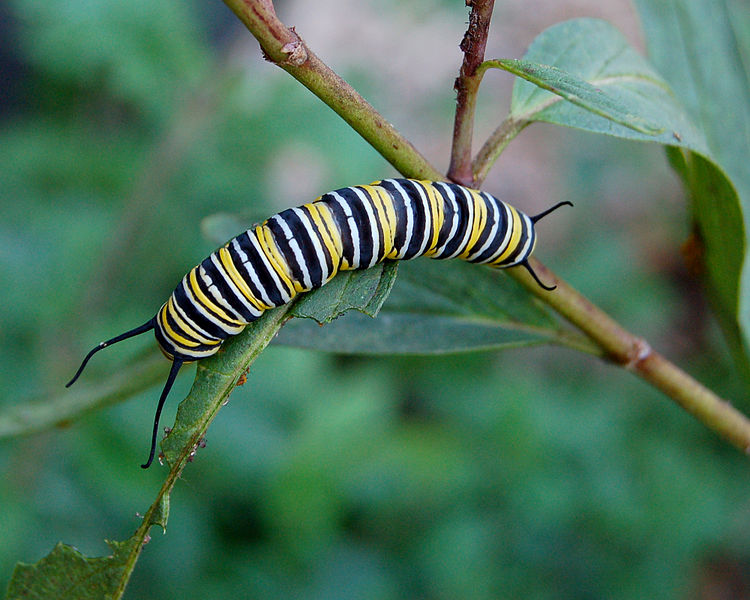 750px-monarch_butterfly_danaus_plexippus_caterpillar_2000px.jpg