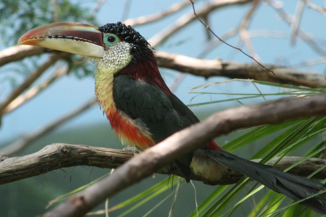 curl-crested_aracari.jpg