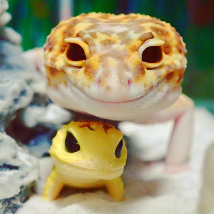 cute-happy-gecko-with-toy-kohaku-5-591e9c3dce145_700.jpg