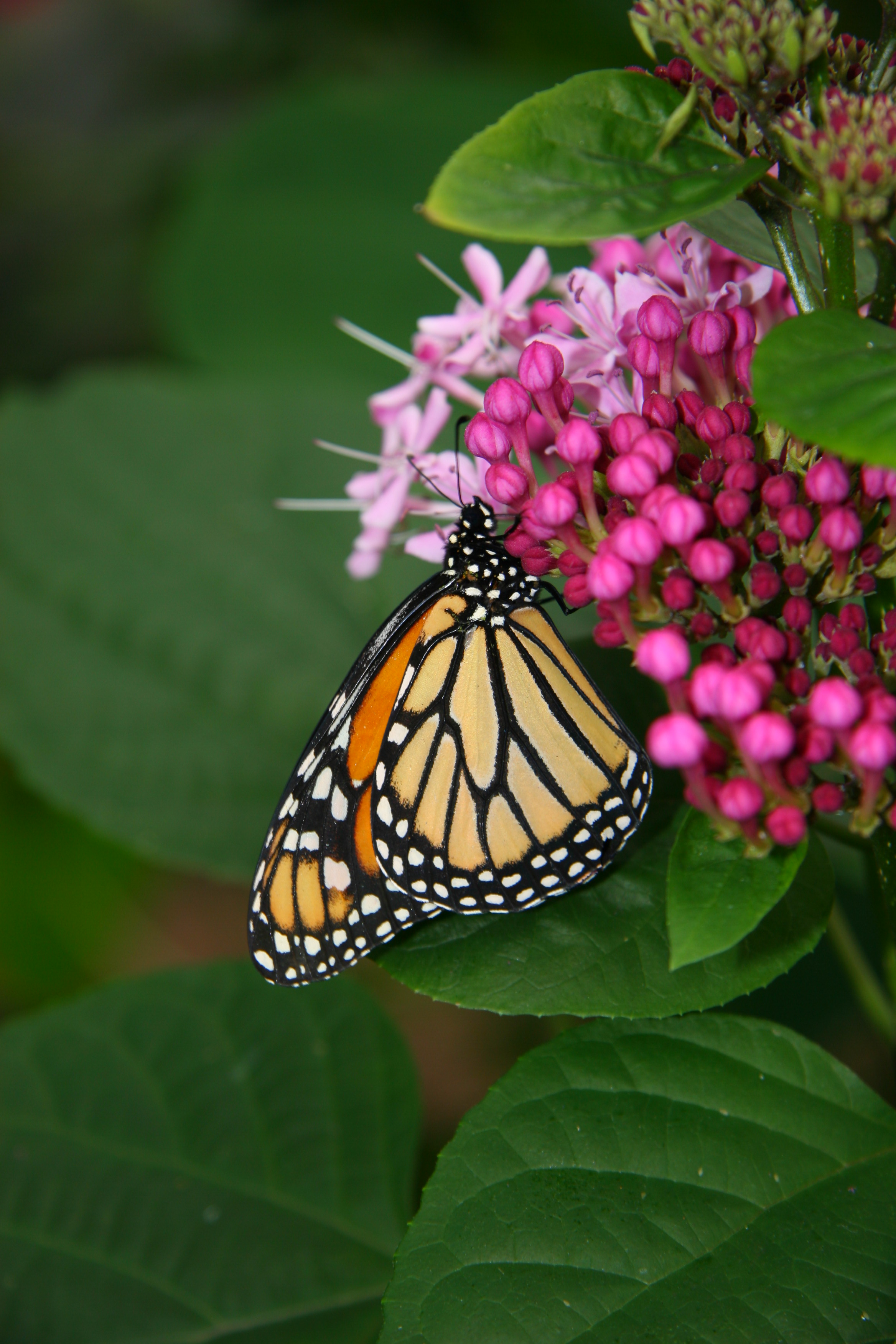 danaus_plexippus_2011-06-19_3.jpg