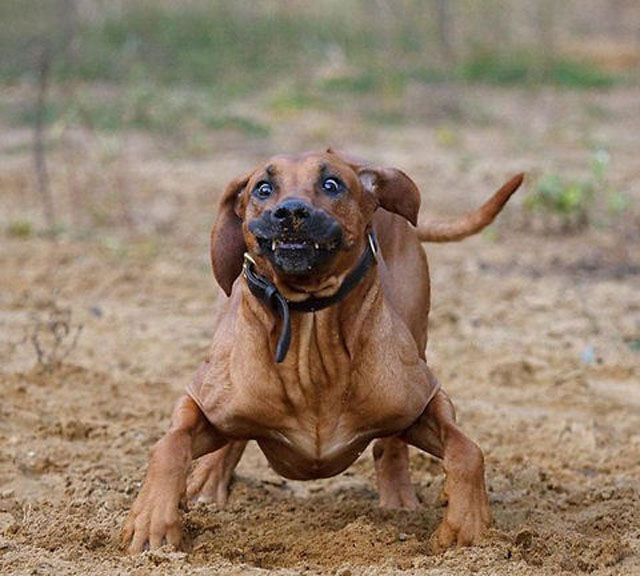 dogs-funny-faces-running.jpg