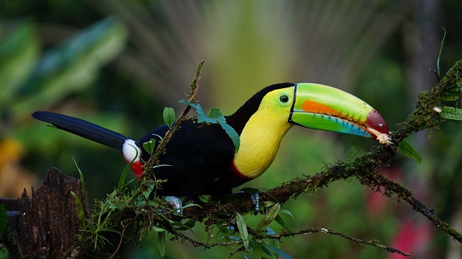 keel-billed-toucan-1021048_1920.jpg