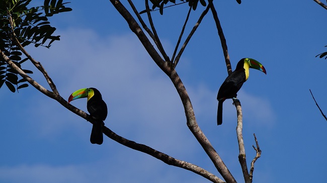 keel-billed-toucan-1080724_1920.jpg