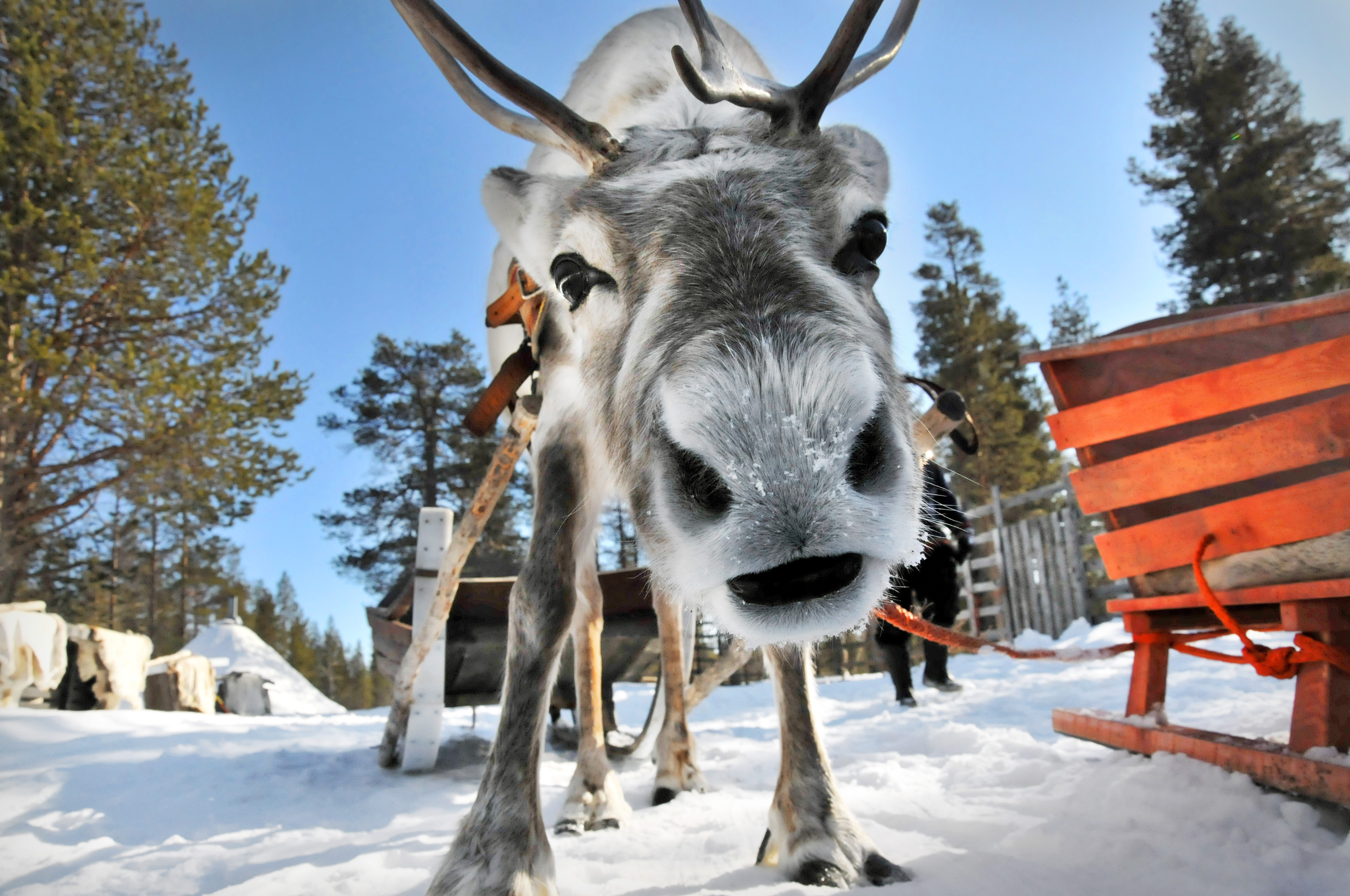 reindeer-safari.jpg