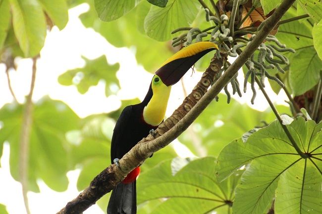 toucan-1972557_1920.jpg