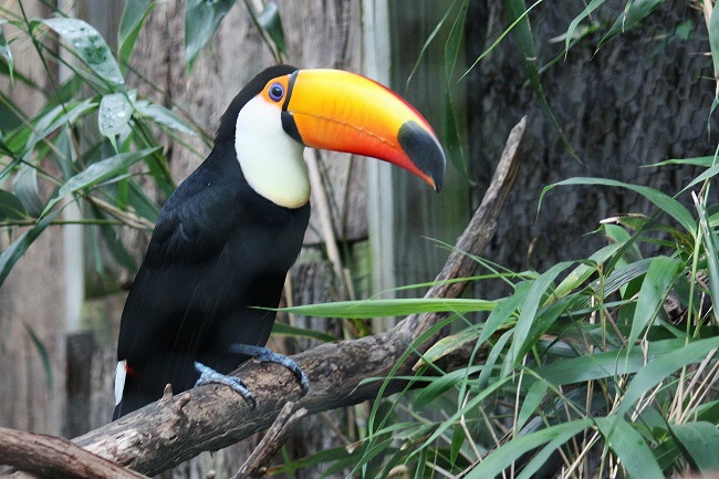 toucan-281491_1920.jpg