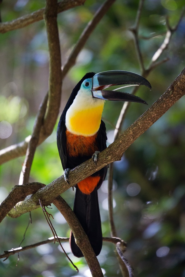 toucan-376484_1920.jpg