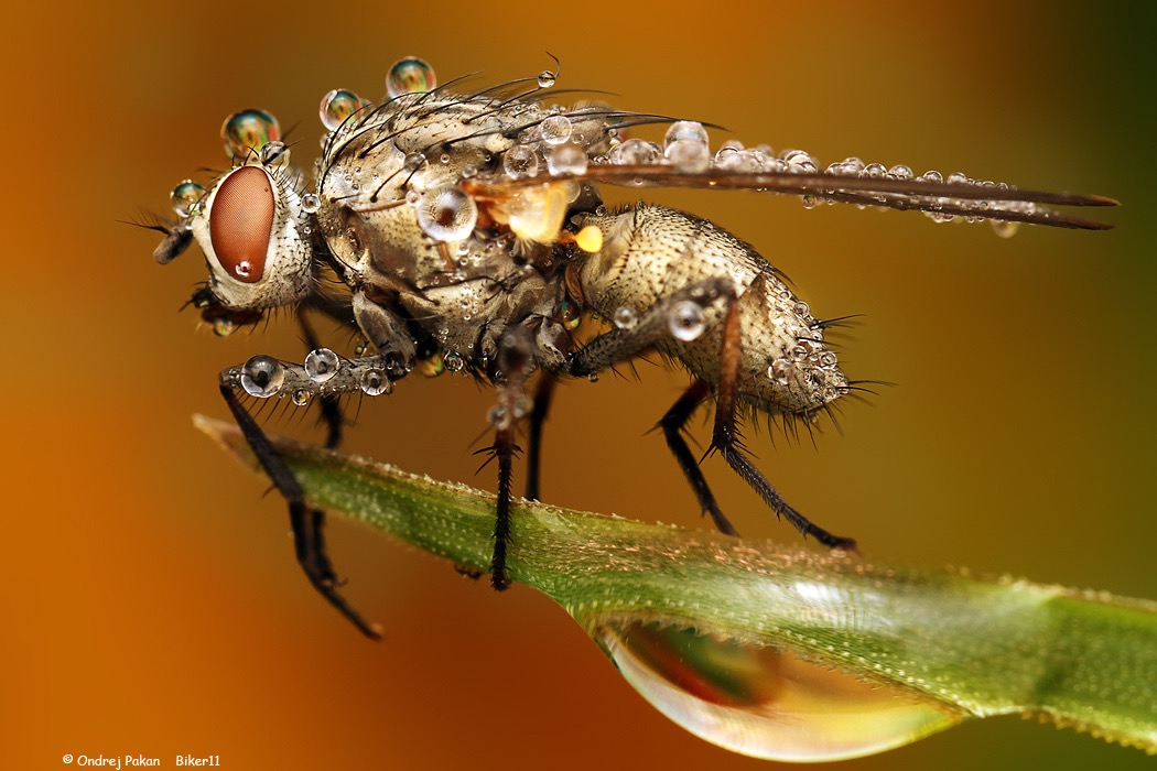 water-covered-insects-by-ondrej-pakan-10.jpg