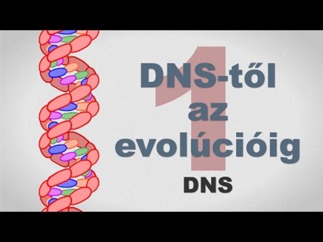 DNS