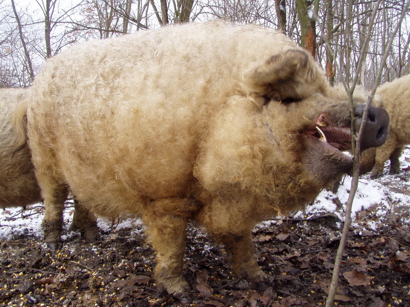 mangalica11.jpg