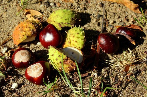 chestnuts-3702654_340.jpg