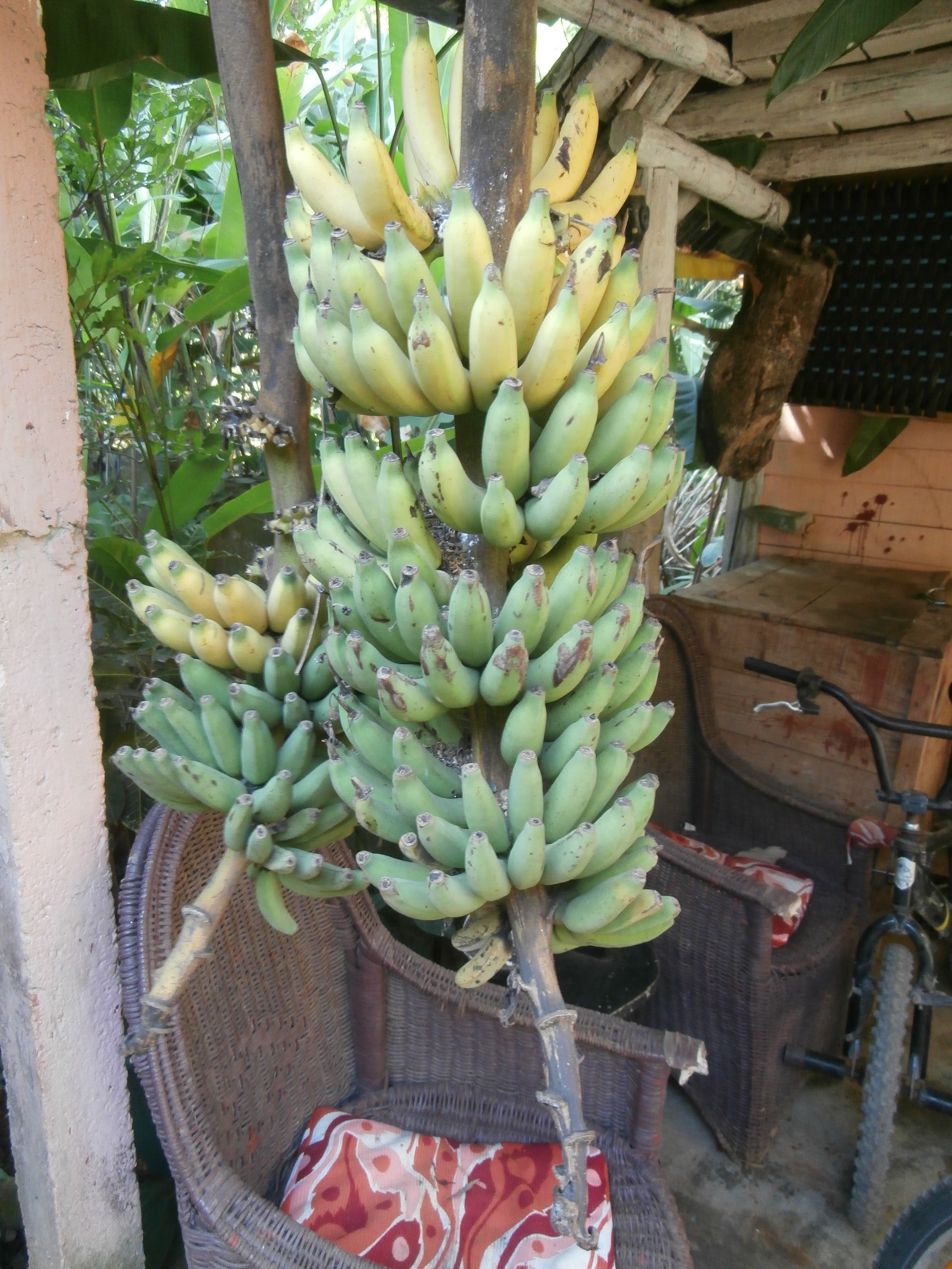 banán sütni