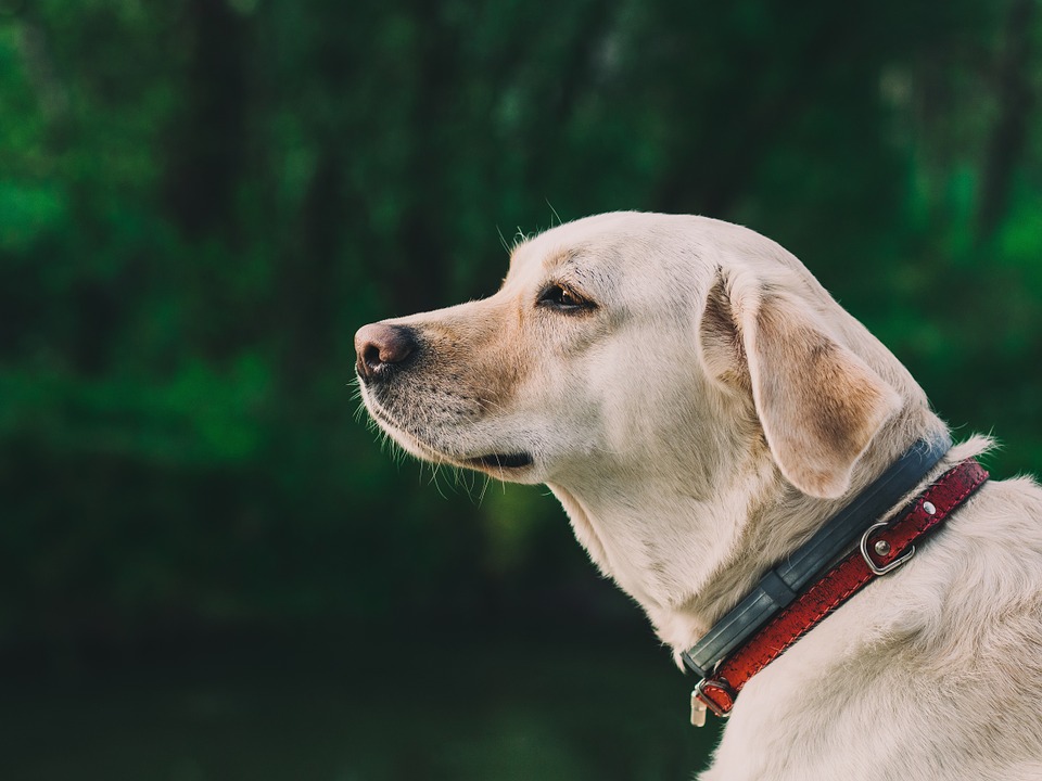 labrador-retriever.jpg