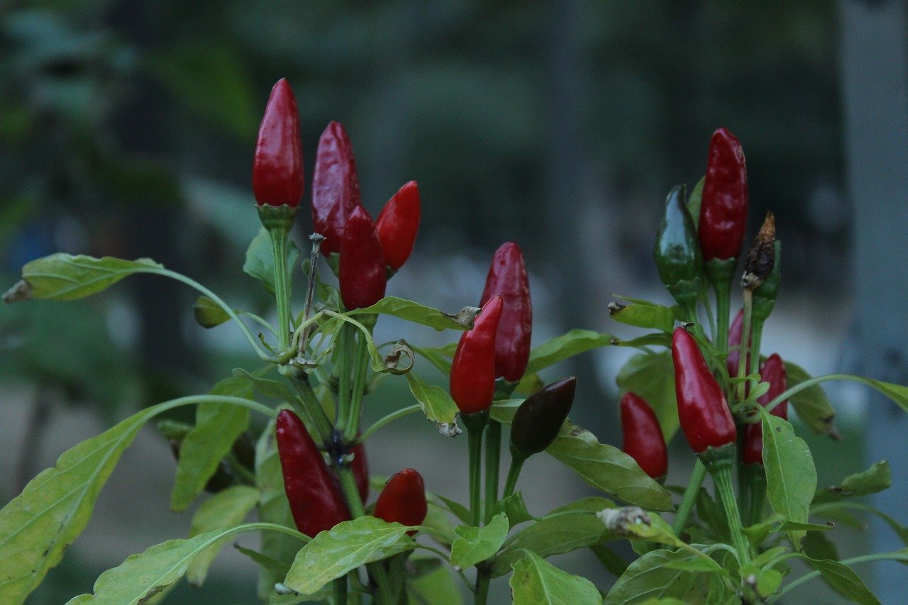 Cayenne bors