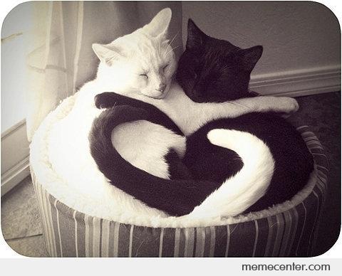 cat-love_o_68208.jpg