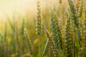 1394657_wheat_-_close_up.jpg