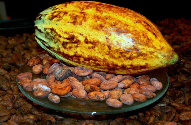 dnews-files-2013-06-cacao-beans-jpg-1.jpg