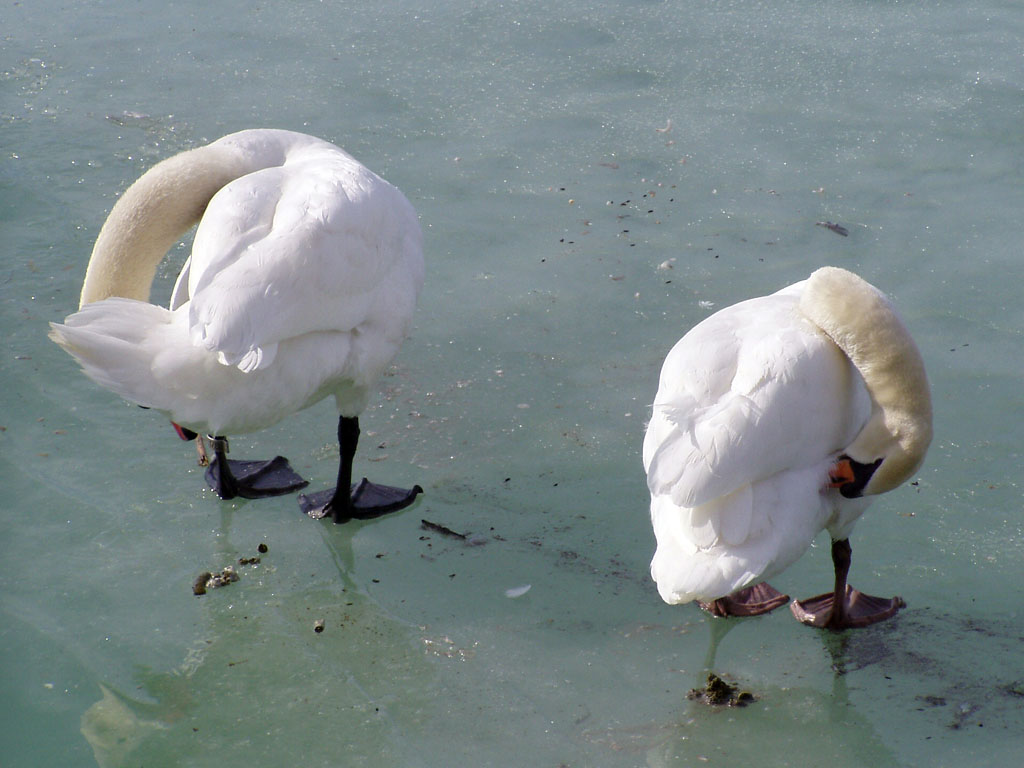 14_haragszomrad_balatonalmadi_2005-03-14.jpg