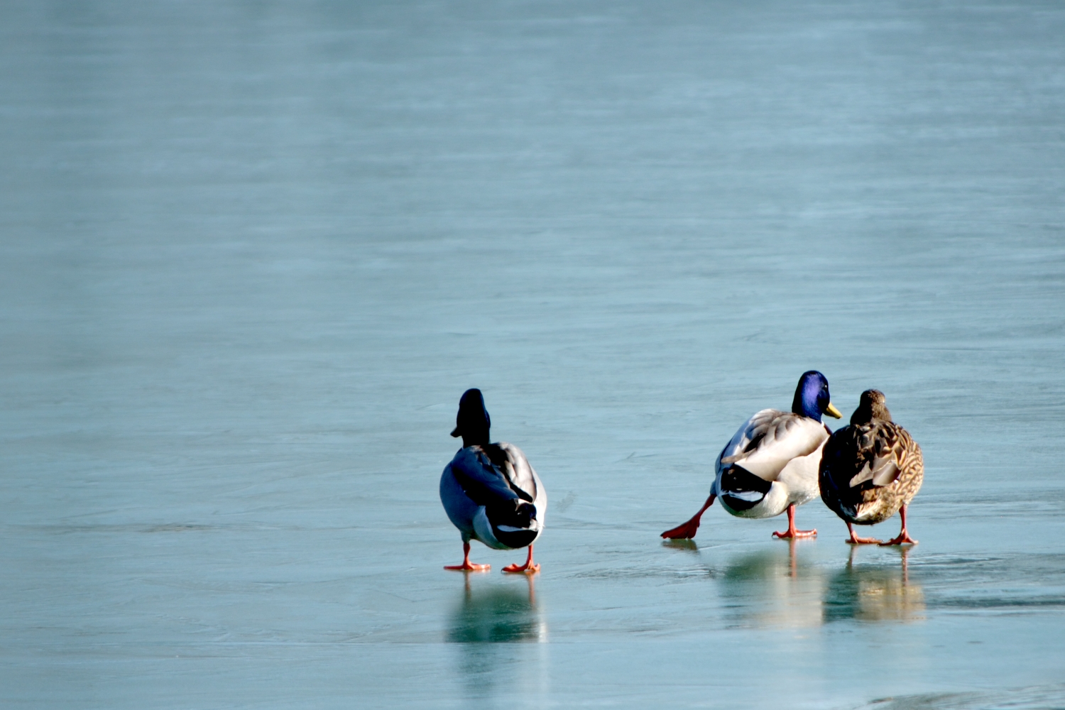 2_balaton_019.JPG