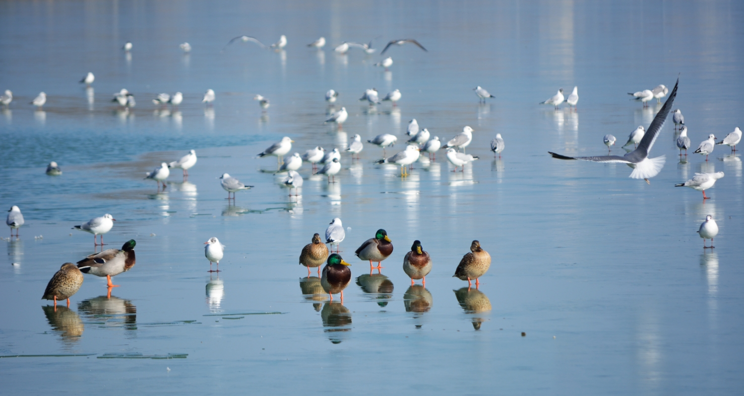 4_balaton_050.JPG