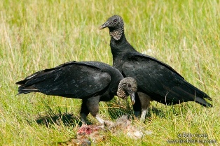 Black_Vulture_Bob_Gress_080320_2314_Texas.jpg