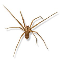 brown_recluse.jpg