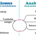 Katabolizmus VS Anabolizmus
