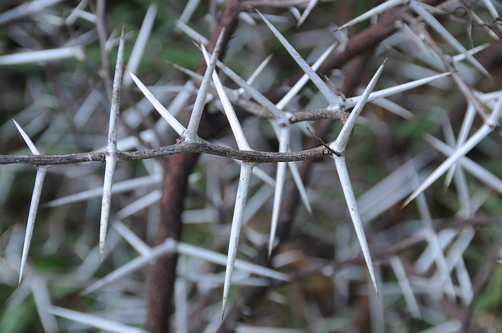 thorns-acacia-tree-spikes-preview.jpg