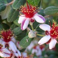 Acca sellowiana (Berg.) Burett - brazil guava, mirtuszdió