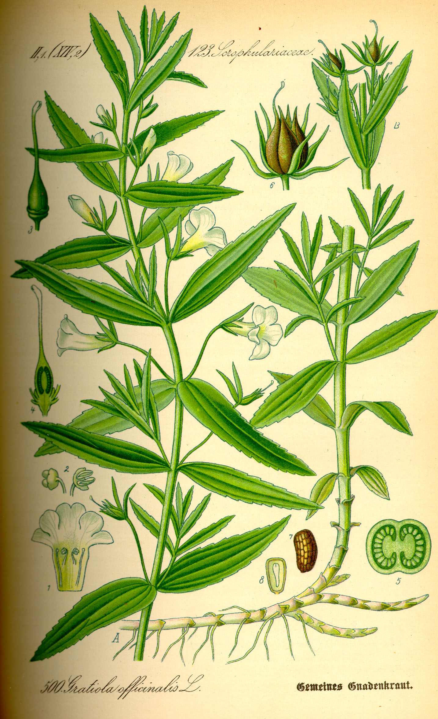 illustration_gratiola_officinalis0.jpg