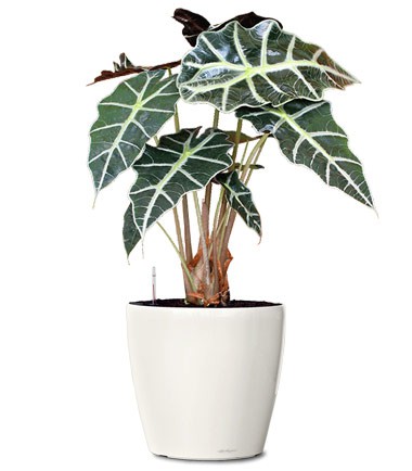 alocasia-amazonica-polly-plant-small-plant-realornamentals_com-web.jpg