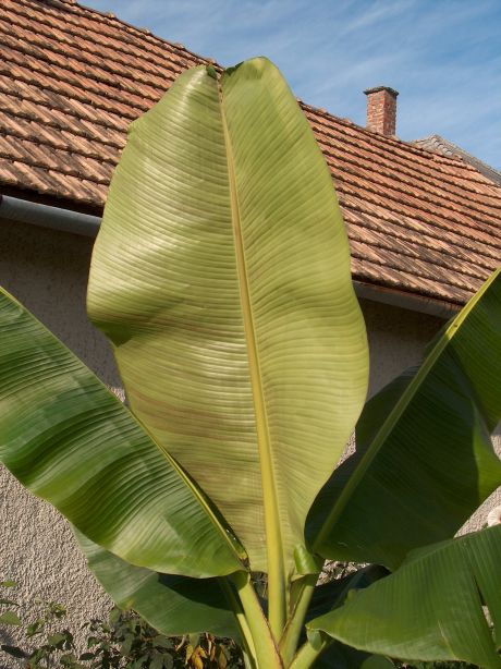 Musa Ensete glaukum 2.jpg