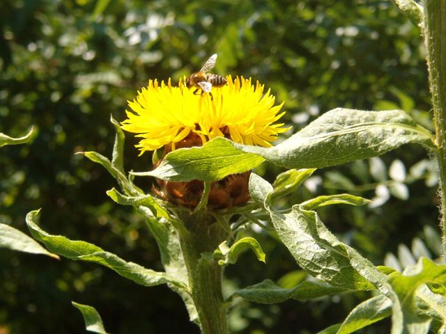 Sárga búzavirág méhecskés.jpg