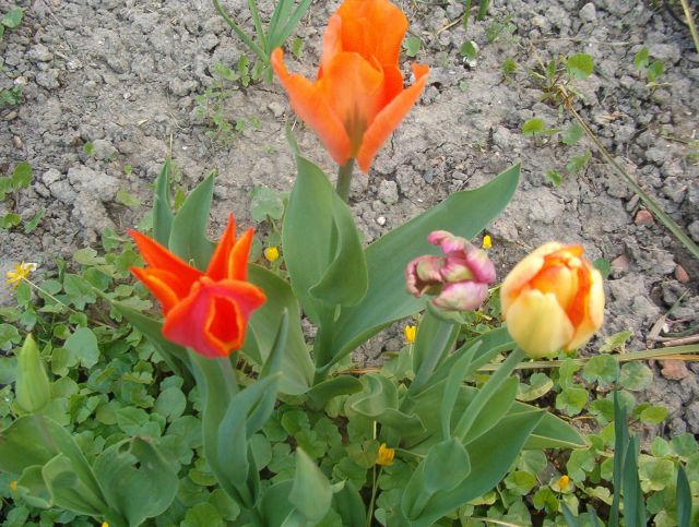 Tulipán 11.jpg