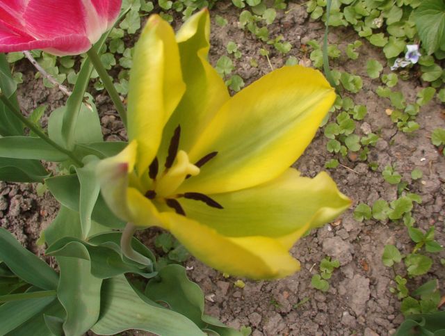 Tulipán 13.jpg