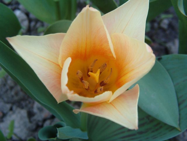 Tulipán 2.jpg