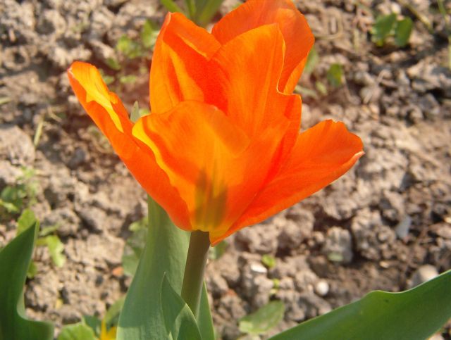 Tulipán 4.jpg